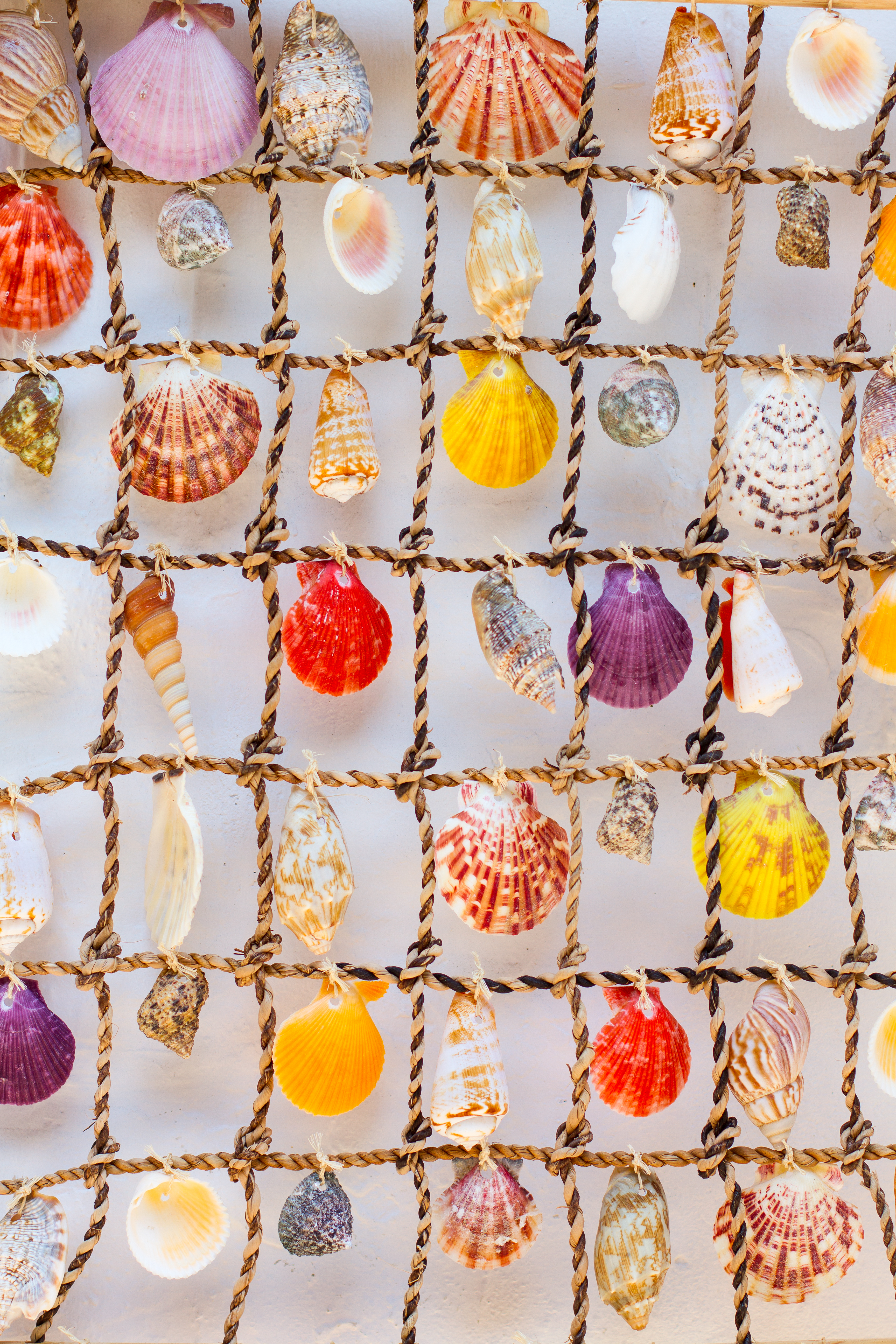 Seashells
