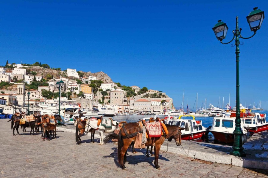 mules hydra